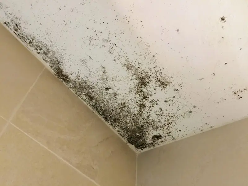 punto de rocío en Lima